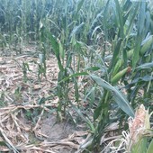 Siccità, già oltre 30 milioni il conto per l’agricoltura torinese: più colpito il mais Siccità, già oltre 30 milioni il conto per l’agricoltura torinese: più colpito il mais