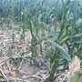 Siccità, già oltre 30 milioni il conto per l’agricoltura torinese: più colpito il mais Siccità, già oltre 30 milioni il conto per l’agricoltura torinese: più colpito il mais