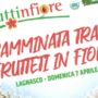 Fiori e frutti protagonisti a Lagnasco dal 31 al 2 aprile con la XXI edizione di Fruttinfiore