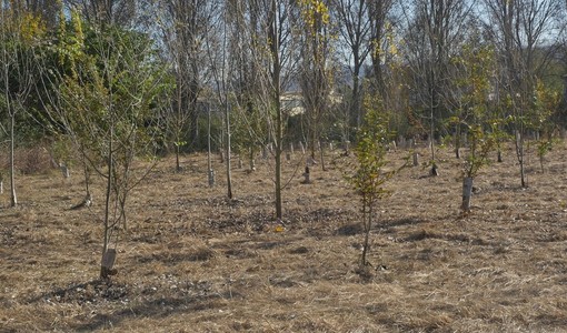 Caldo killer e siccità nel Torinese: è strage di giovani alberi piantati coi fondi PNRR Caldo killer e siccità nel Torinese: è strage di giovani alberi piantati coi fondi PNRR
