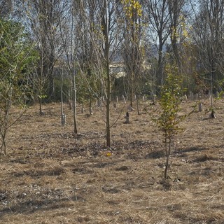 Caldo killer e siccità nel Torinese: è strage di giovani alberi piantati coi fondi PNRR