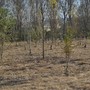 Caldo killer e siccità nel Torinese: è strage di giovani alberi piantati coi fondi PNRR Caldo killer e siccità nel Torinese: è strage di giovani alberi piantati coi fondi PNRR