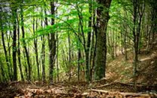 In Piemonte ripartono i cantieri per le manutenzioni forestali