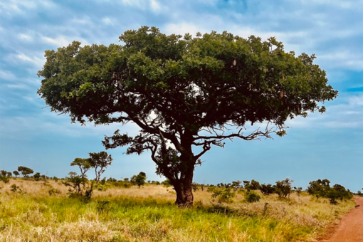 Viaggio nel cassetto: e se i viaggi che non partono fossero proprio quelli più affascinanti? Viaggio nel cassetto: e se i viaggi che non partono fossero proprio quelli più affascinanti?
