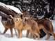 branco di lupi in mezzo alla neve