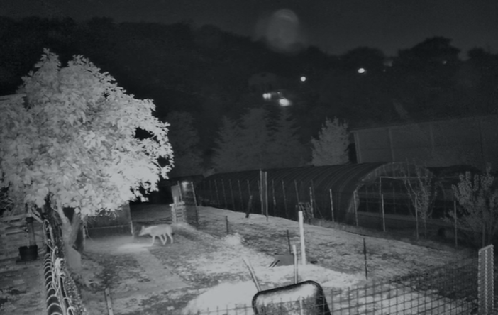 Lupi, nuovi attacchi al bestiame: “Dobbiamo aumentare e rendere più tempestivi risarcimenti e sostegni per le difese passive”