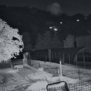 Lupi, nuovi attacchi al bestiame: “Dobbiamo aumentare e rendere più tempestivi risarcimenti e sostegni per le difese passive”