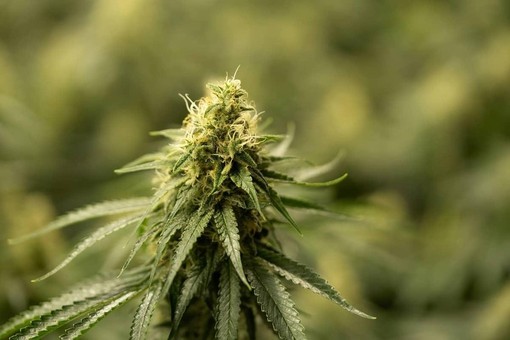 Scoperta “fabbrica” della ganja alimentata da un allaccio abusivo: 700 piante sequestrate
