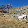 Emergenza erba per i pascoli in altura della provincia di Torino