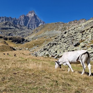 Emergenza erba per i pascoli in altura della provincia di Torino