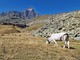 Emergenza erba per i pascoli in altura della provincia di Torino