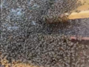 La natura si prende la zona industriale di Orbassano: maxi sciame d'api catturato davanti all'Av El [VIDEO]