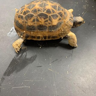 tartaruga