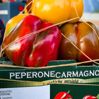 Annata difficile, ma di grande qualità, ottimo mercato per il Peperone di Carmagnola [VIDEO]