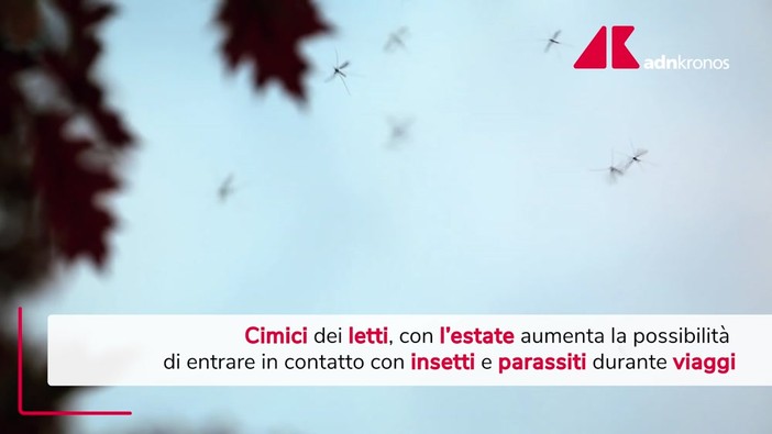 Cimici dei letti, in estate aumenta possibilità contatto