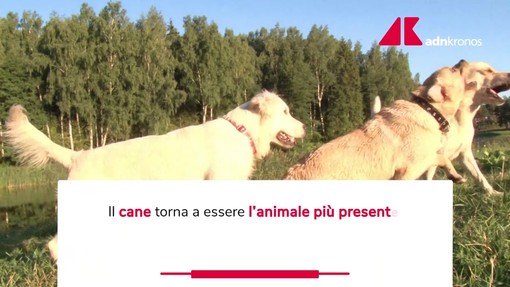 Un italiano su tre vive con un animale da compagnia Un italiano su tre vive con un animale da compagnia