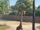 Al Bioparco di Roma gli animali mangiano ghiaccioli contro il caldo torrido