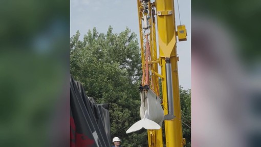 Quattro beluga cambiano 'casa', il viaggio in camion e aereo dei cetacei bianchi Quattro beluga cambiano 'casa', il viaggio in camion e aereo dei cetacei bianchi