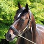 Addio a Varenne, il cavallo più vincente della storia dell'ippica (foto di Piero Grella) Addio a Varenne, il cavallo più vincente della storia dell'ippica (foto di Piero Grella)