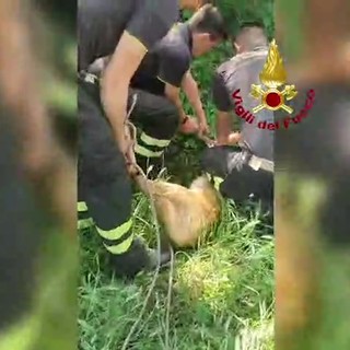Capriolo cade in un canale a Udine, il salvataggio dei vigili del fuoco Capriolo cade in un canale a Udine, il salvataggio dei vigili del fuoco