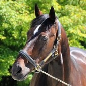 Addio a Varenne, il cavallo più vincente della storia dell'ippica (foto di Piero Grella) Addio a Varenne, il cavallo più vincente della storia dell'ippica (foto di Piero Grella)