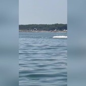 Delfini a pochi metri dalla riva in Romagna tra acrobazie e giochi d'acqua