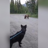 Inseguita da un orso grizzly, escursionista mantiene il sangue freddo e si salva