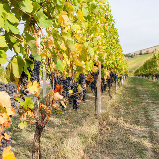 Il Piemonte del vino guarda al biologico: quando la sostenibilità passa dalla cooperazione