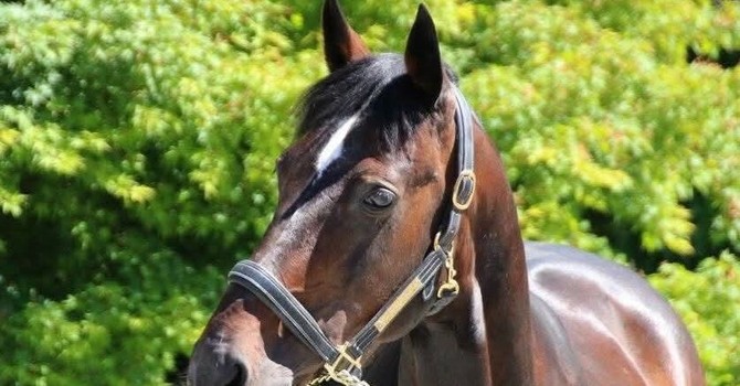Addio a Varenne, il cavallo più vincente della storia dell'ippica (foto di Piero Grella) Addio a Varenne, il cavallo più vincente della storia dell'ippica (foto di Piero Grella)