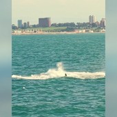 Lo spettacolo delle balene sulle coste argentine