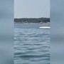 Delfini a pochi metri dalla riva in Romagna tra acrobazie e giochi d'acqua