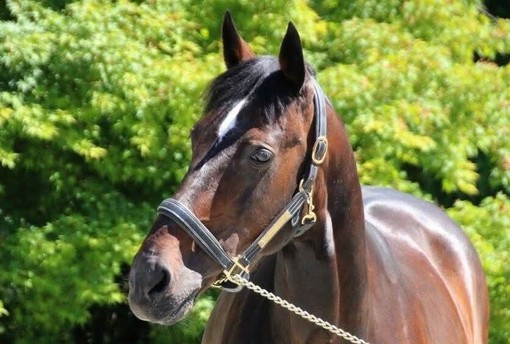 Addio a Varenne, il cavallo più vincente della storia dell'ippica (foto di Piero Grella) Addio a Varenne, il cavallo più vincente della storia dell'ippica (foto di Piero Grella)