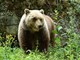 Orso trovato morto a Ortona dei Marsi, indagini e accertamenti