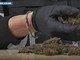 Maxi operazione della polizia: 1.335 arresti, sequestrati 450 kg di droga
