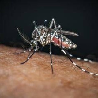 Sos Dengue e Chikungunya, aumentano i casi autoctoni: la mappa del rischio in Italia