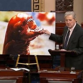 &quot;I gamberi ti fanno diventare Alien&quot;, l'allarme del senatore Kennedy