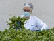 Barilla, 650mila analisi l'anno, 250 professionisti per sicurezza: la filiera del basilico dal campo al vasetto pesto Barilla, 650mila analisi l'anno, 250 professionisti per sicurezza: la filiera del basilico dal campo al vasetto pesto