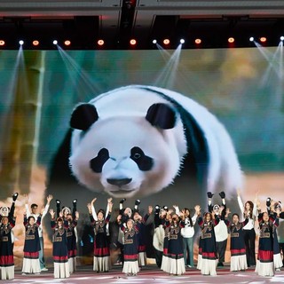 Cina: popolazione di panda giganti in cattività quasi raddoppiata in un decennio