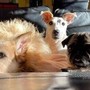 Eurispes: &quot;Italiani contrari a vivisezione, caccia, pellicce e uso degli animali nei circhi&quot;
