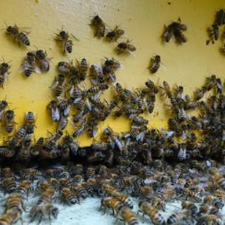 Giornata mondiale delle api, Wwf: &quot;Oltre il 40% degli impollinatori rischia l’estinzione&quot;