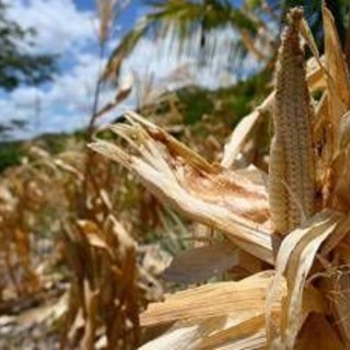 El Niño e l'allarme Ocse: "Al 95% sarà molto intenso, impatto su raccolti e prezzi alimentari" El Niño e l'allarme Ocse: "Al 95% sarà molto intenso, impatto su raccolti e prezzi alimentari"