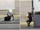 Entrano ed escono dalle fogne, scoppia il caso a New York