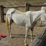 Asti, 12 cavalli denutriti salvati da allevamento e trasferiti nel varesotto Asti, 12 cavalli denutriti salvati da allevamento e trasferiti nel varesotto