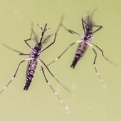 Zanzare e virus, cresce l'attenzione in Italia: 700 casi di West Nile e 312 di Dengue Zanzare e virus, cresce l'attenzione in Italia: 700 casi di West Nile e 312 di Dengue