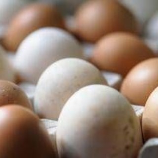Rischio salmonella, ritirato lotto di uova Selex Rischio salmonella, ritirato lotto di uova Selex