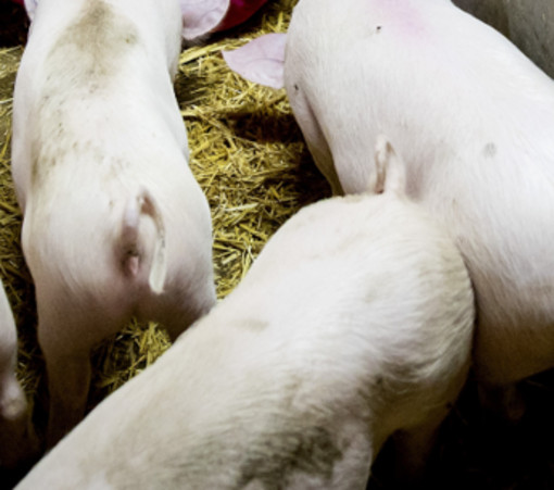 Peste suina africana, il primo caso in Toscana su animale domestico