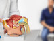 Tumore prostata ad alto rischio recidiva, nuova terapia riduce del 58% rischio morte o metastasi
