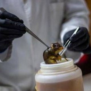 Hantavirus, topi come serbatoio: dobbiamo temere i ratti in città? Hantavirus, topi come serbatoio: dobbiamo temere i ratti in città?