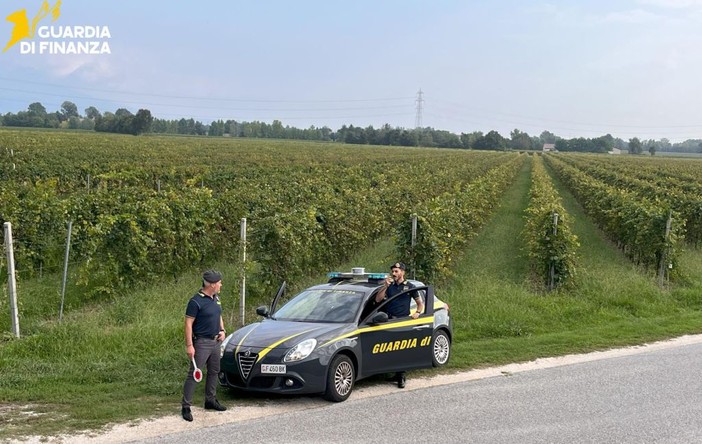 Vendemmia in nero, scoperti 25 braccianti irregolari nel trevigiano
