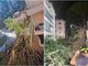 Roma, pino secolare cade su un palazzo in zona Salaria: residenti bloccati Roma, pino secolare cade su un palazzo in zona Salaria: residenti bloccati
